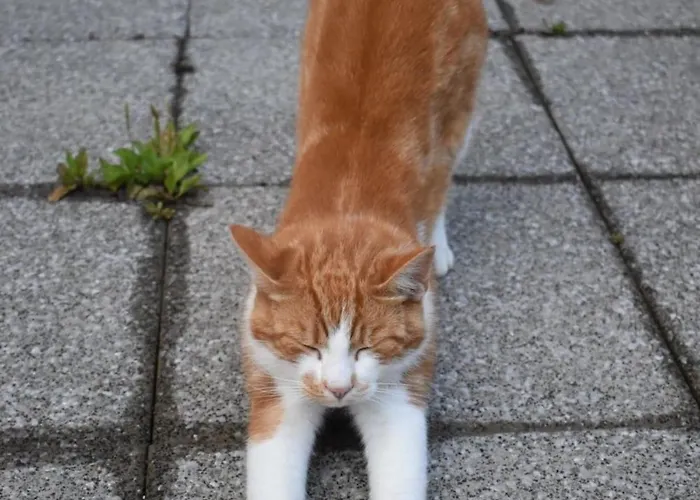 Zum Gaenseglueck Reut